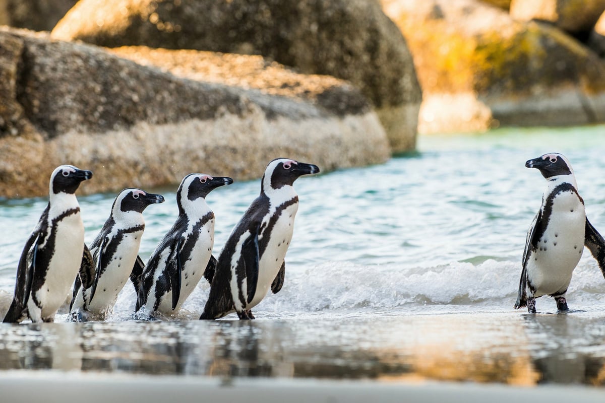 Africké vábení | Exclusive Tours shutterstock_536915842