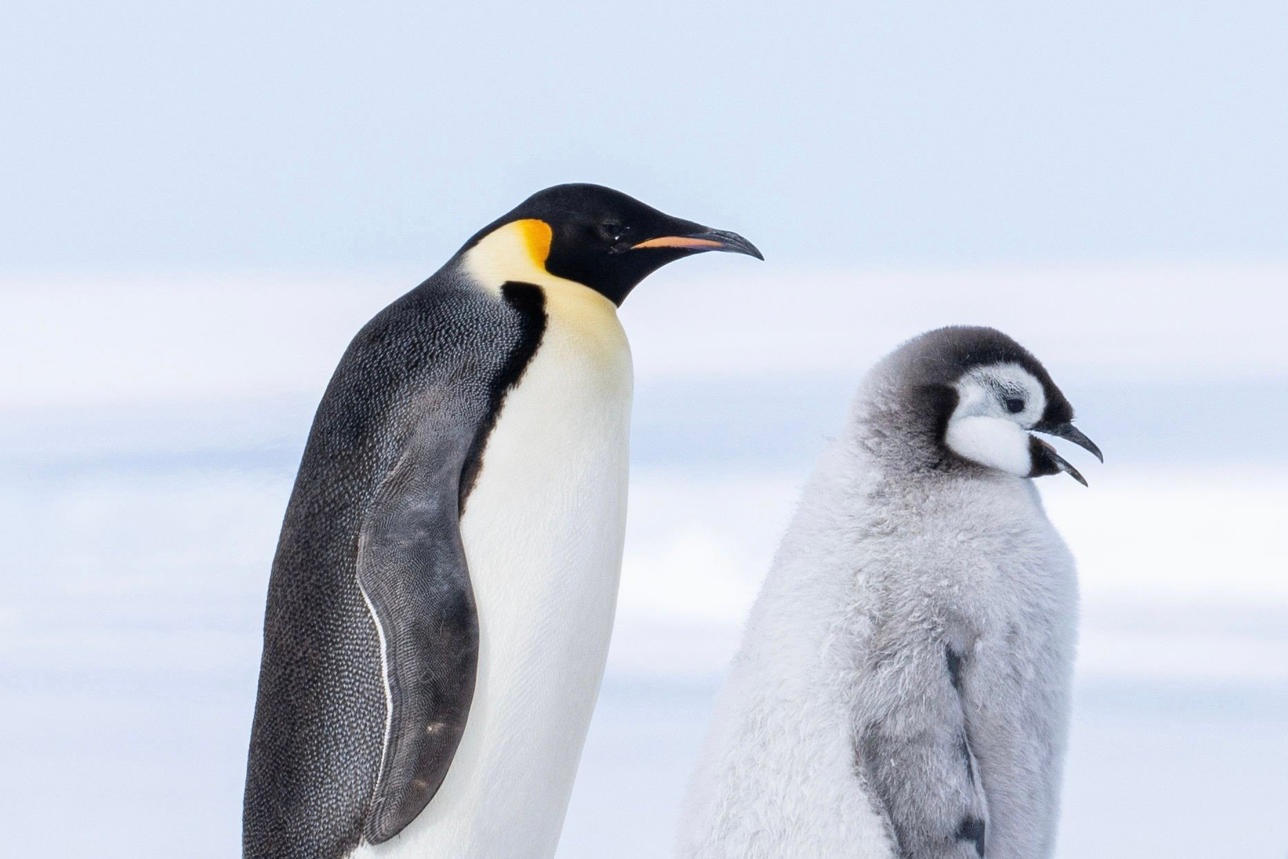 Antarktida | Exclusive Tours ©WhiteDesertAntarctica00057