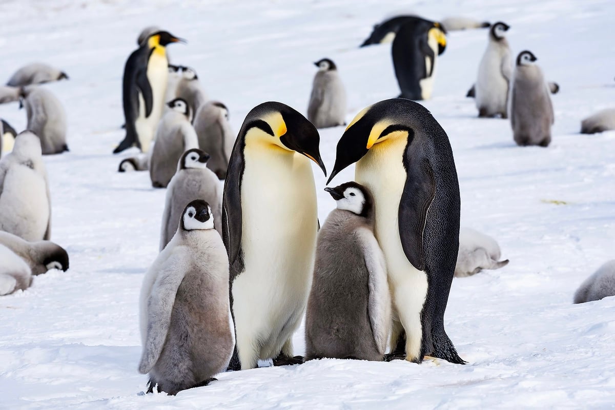 Antarktida | Exclusive Tours ©WhiteDesertAntarctica00059