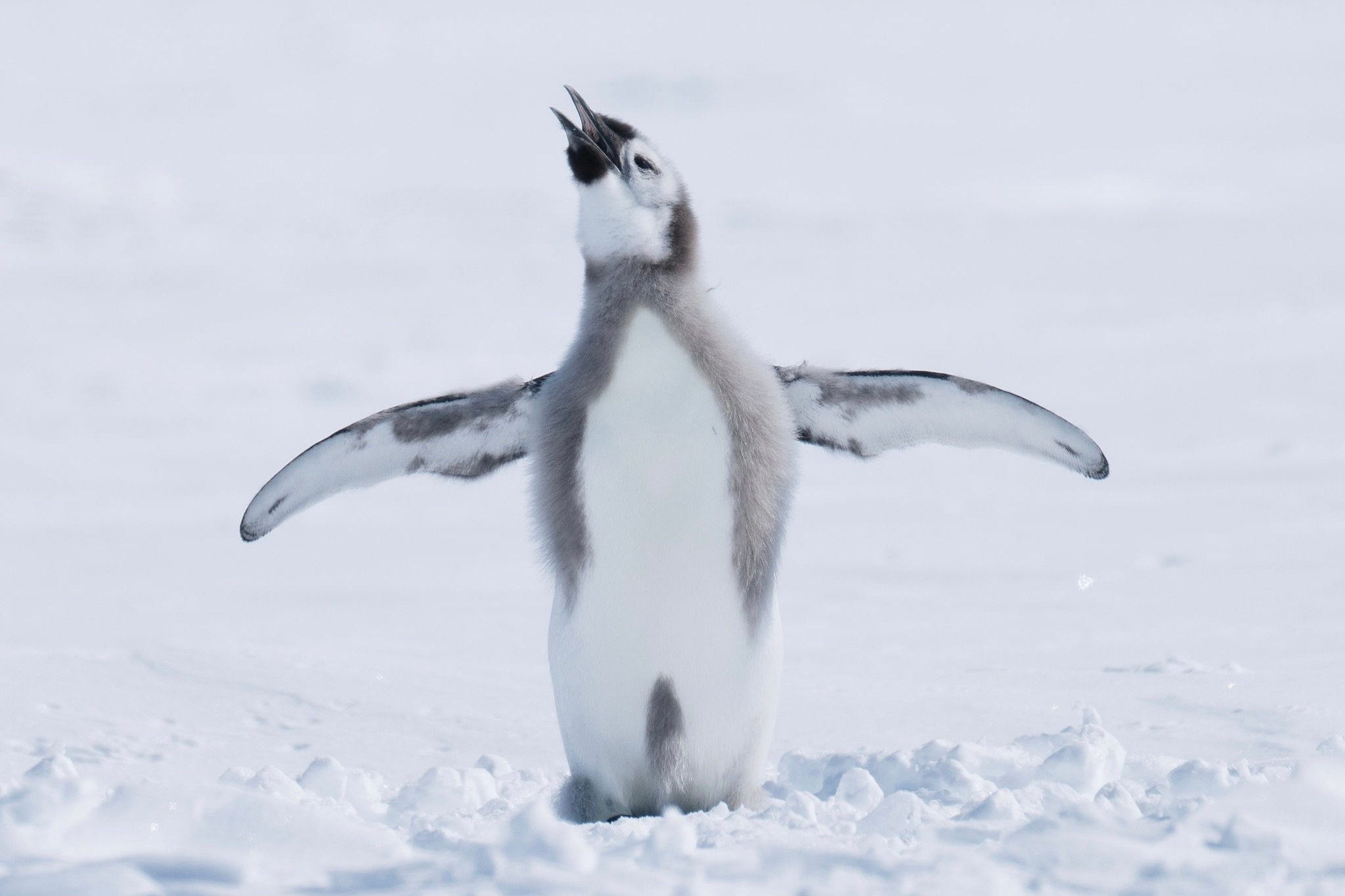Antarktida | Exclusive Tours ©WhiteDesertAntarctica00062
