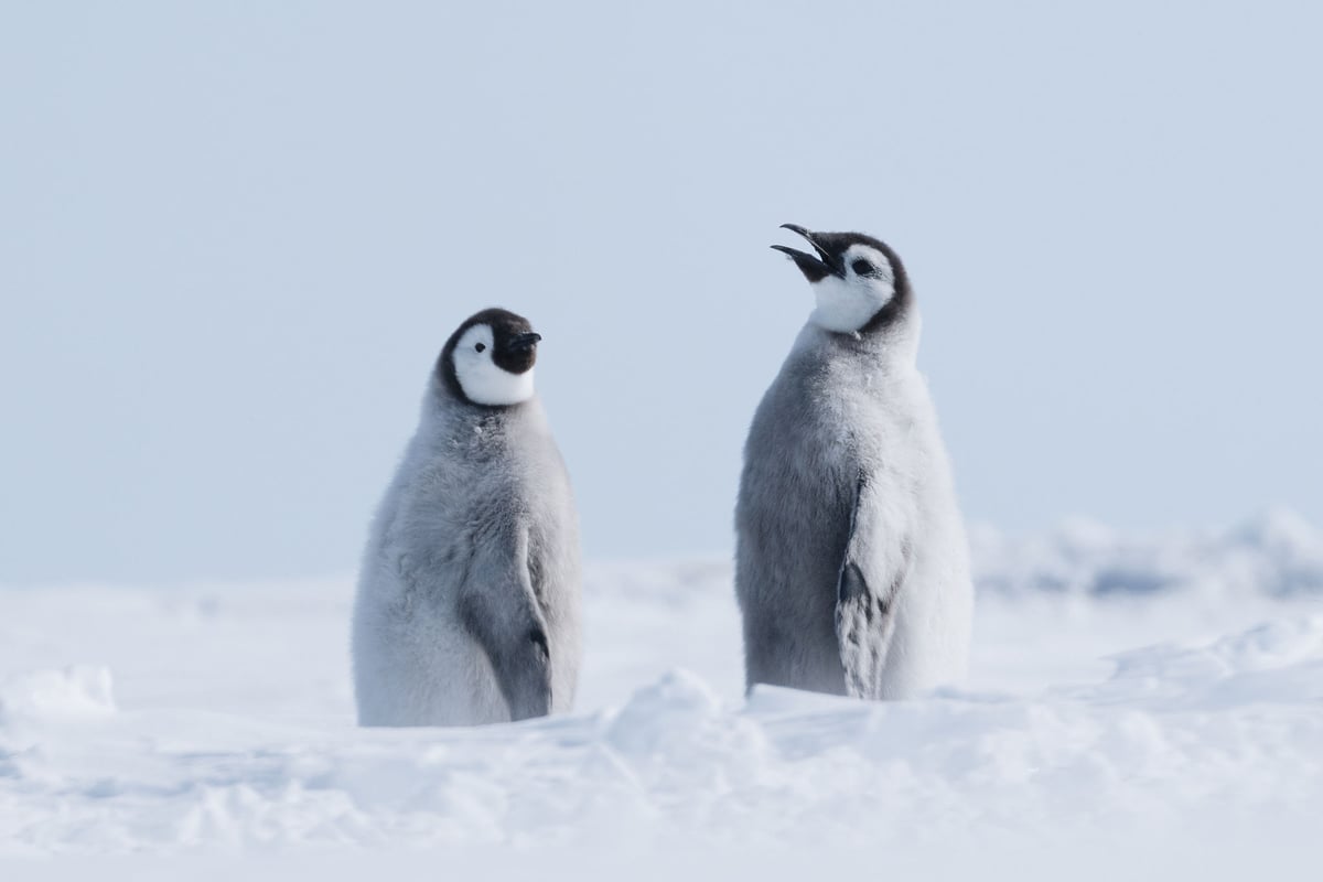 Antarktida | Exclusive Tours ©WhiteDesertAntarctica00063