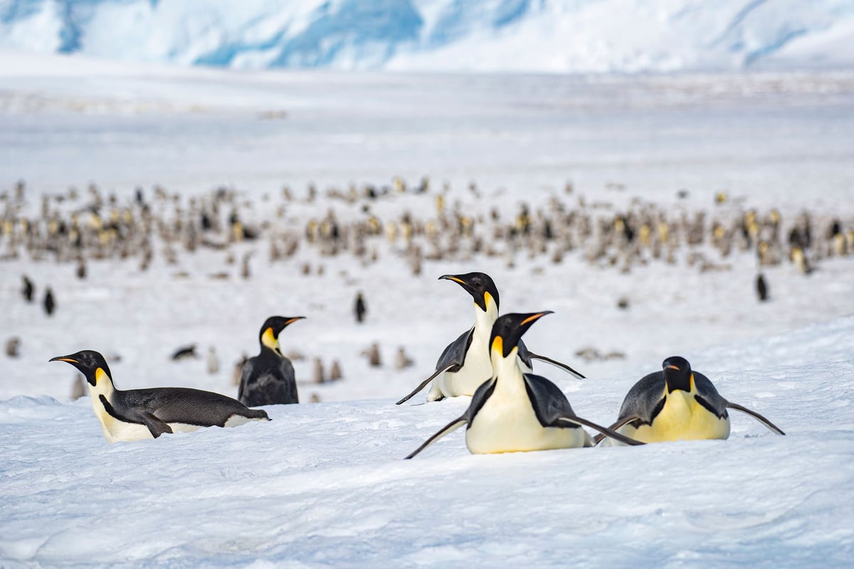 Antarktida | Exclusive Tours ©WhiteDesertAntarctica00064