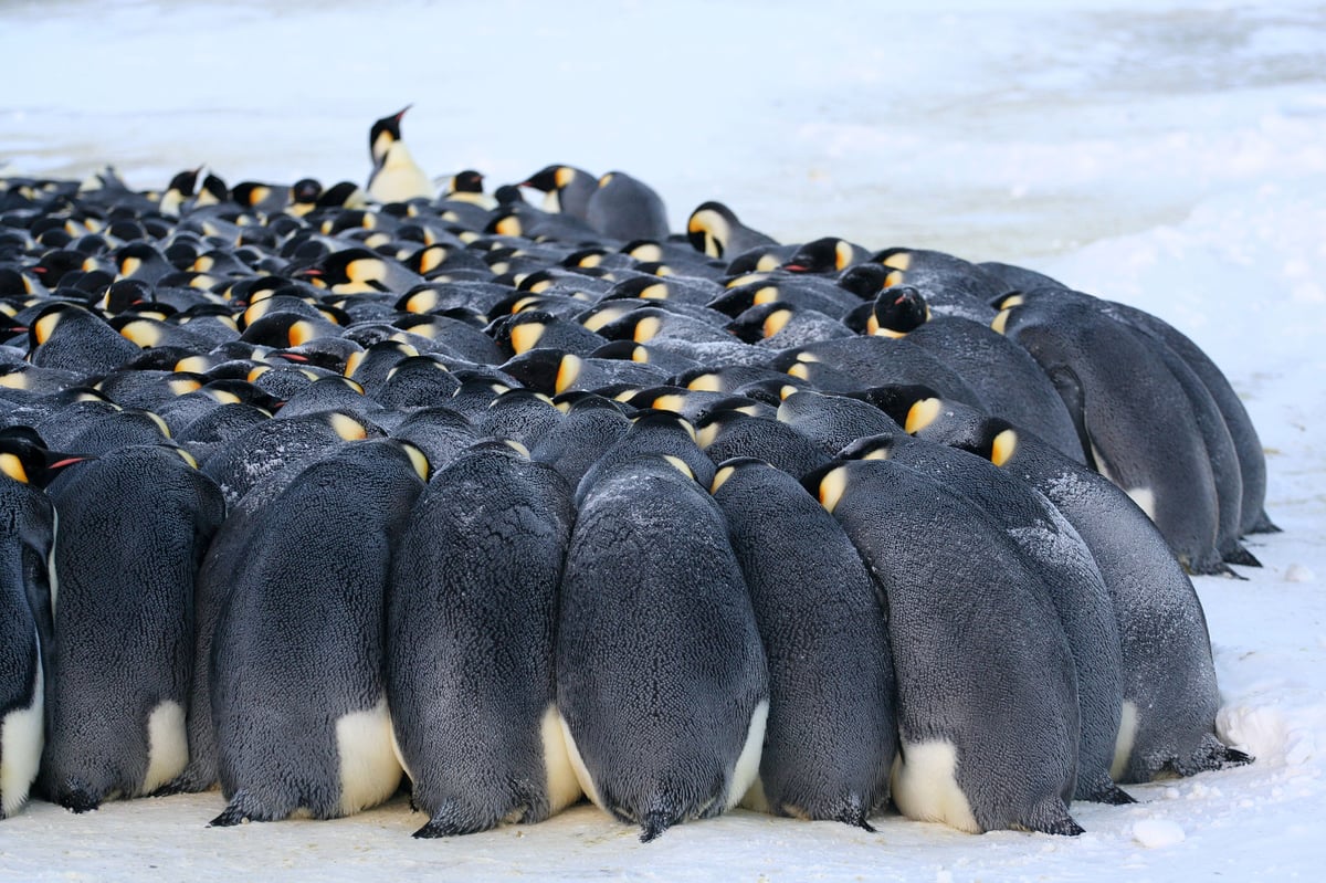 Antarktida | Exclusive Tours ©WhiteDesertAntarctica00065