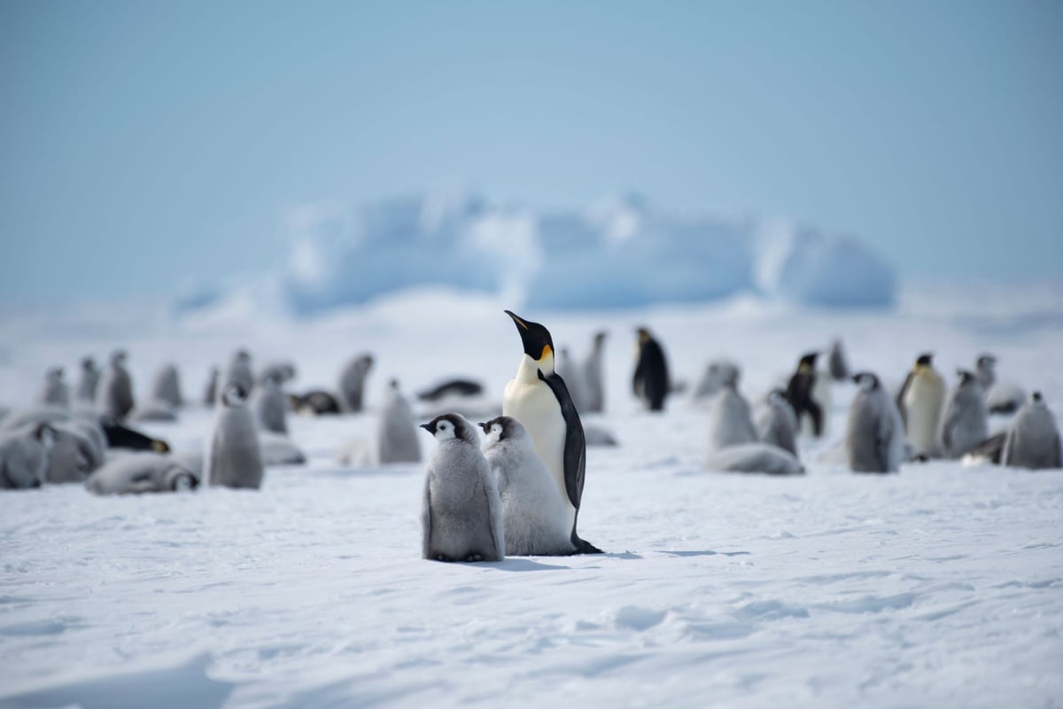 Antarktida | Exclusive Tours ©WhiteDesertAntarctica00066