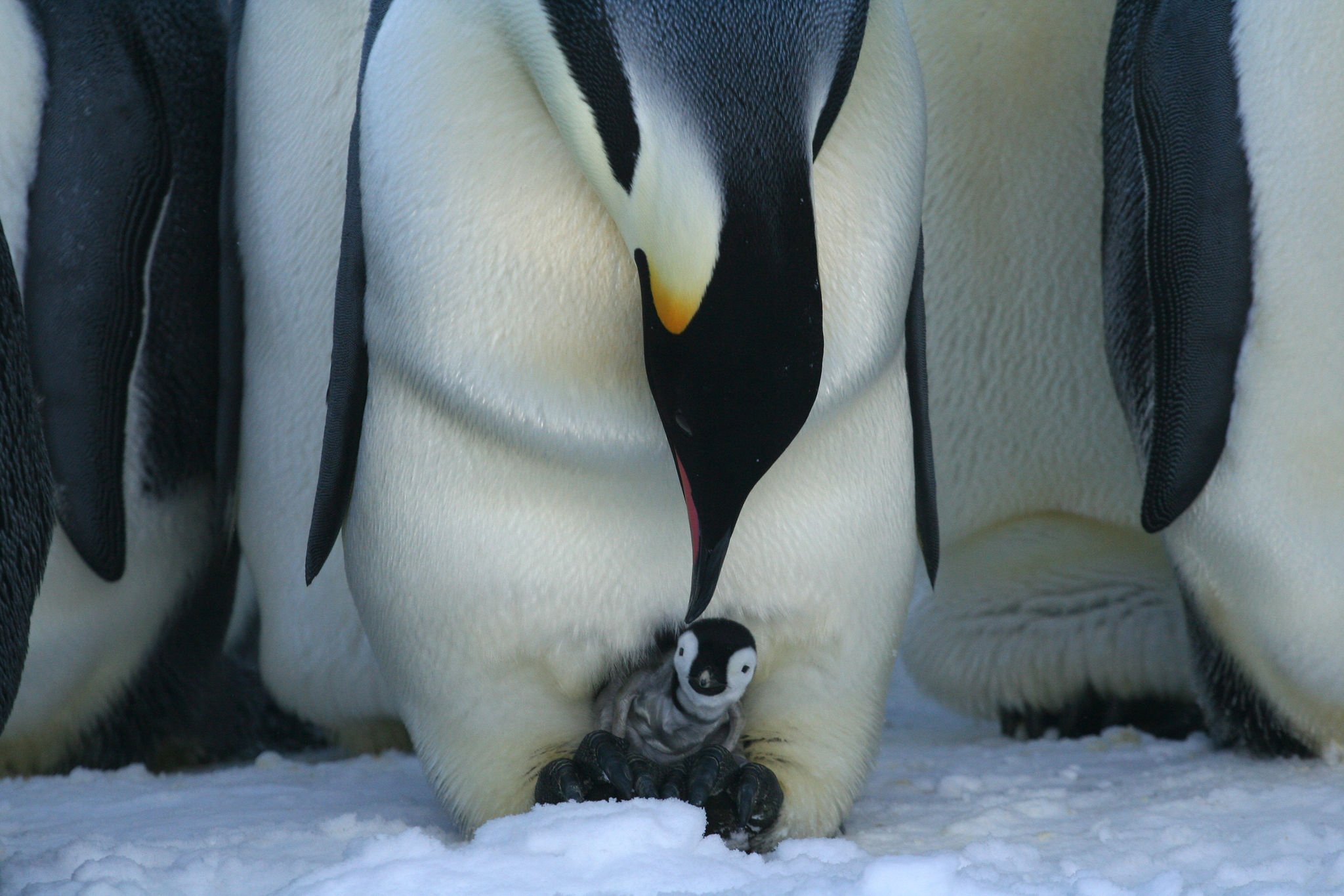 Antarktida | Exclusive Tours ©WhiteDesertAntarctica00067