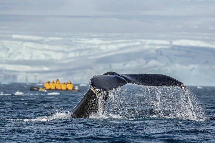 Antarktida – země nikoho a všech _ Exclusive Tours Quark Expedition  ANT2018.19_Zodiac_Cruising_michellesole21