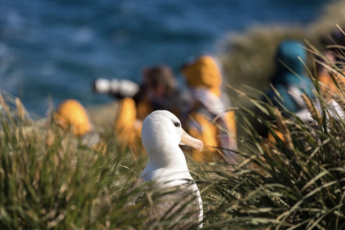 Antarktida – země nikoho a všech _ Exclusive Tours Quark Expedition Black_Browed_Albatross_West_Point_Island_FalklandIsland_AcaciaJohnson_7