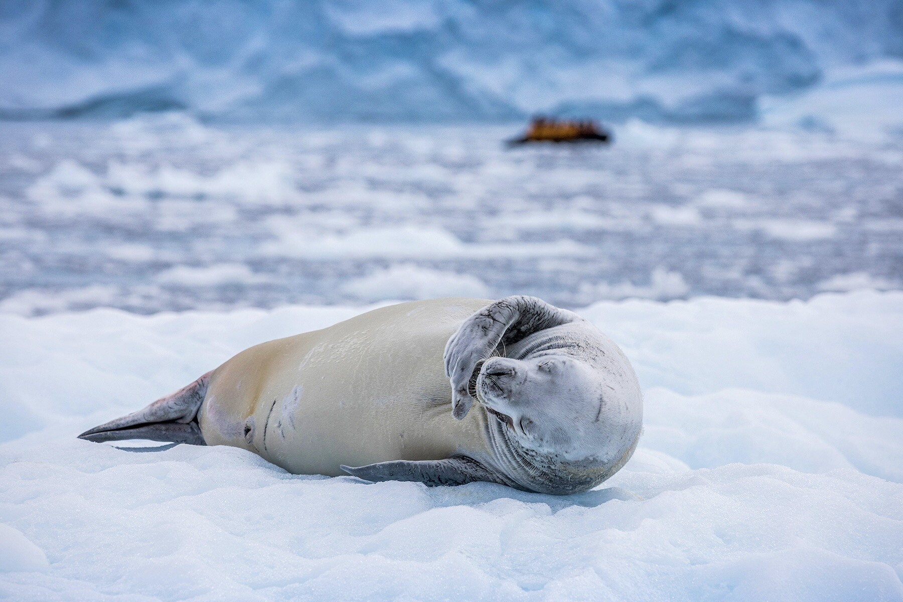 Antarktida – země nikoho a všech _ Exclusive Tours Quark Expedition crabeater_seal_paradise_harbour_acaciajohnson_2