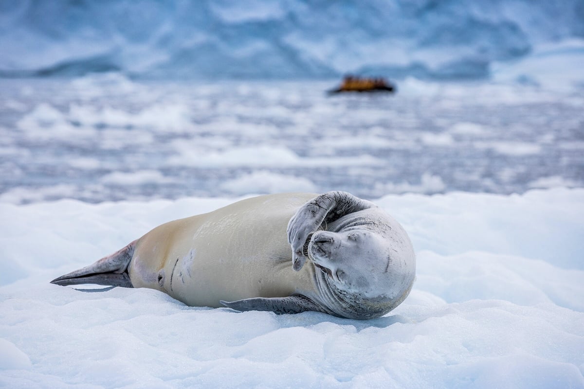 Antarktida – země nikoho a všech _ Exclusive Tours Quark Expedition crabeater_seal_paradise_harbour_acaciajohnson_2