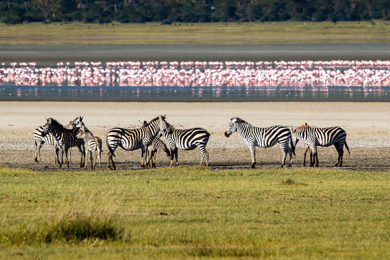 Gibbs Farm Gibbs-Farm-Ngorongoro-Crater-Day-Excursion