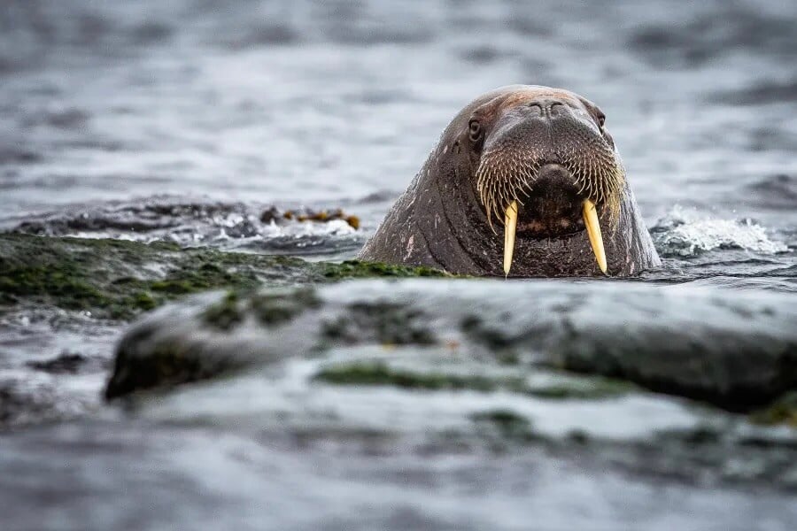 Jen tak se vypnout | Exclusive Tours NICKYSOUNESS-Arctic-Ocean-Adventurer-Norway-Svalbald-Walrus-7029