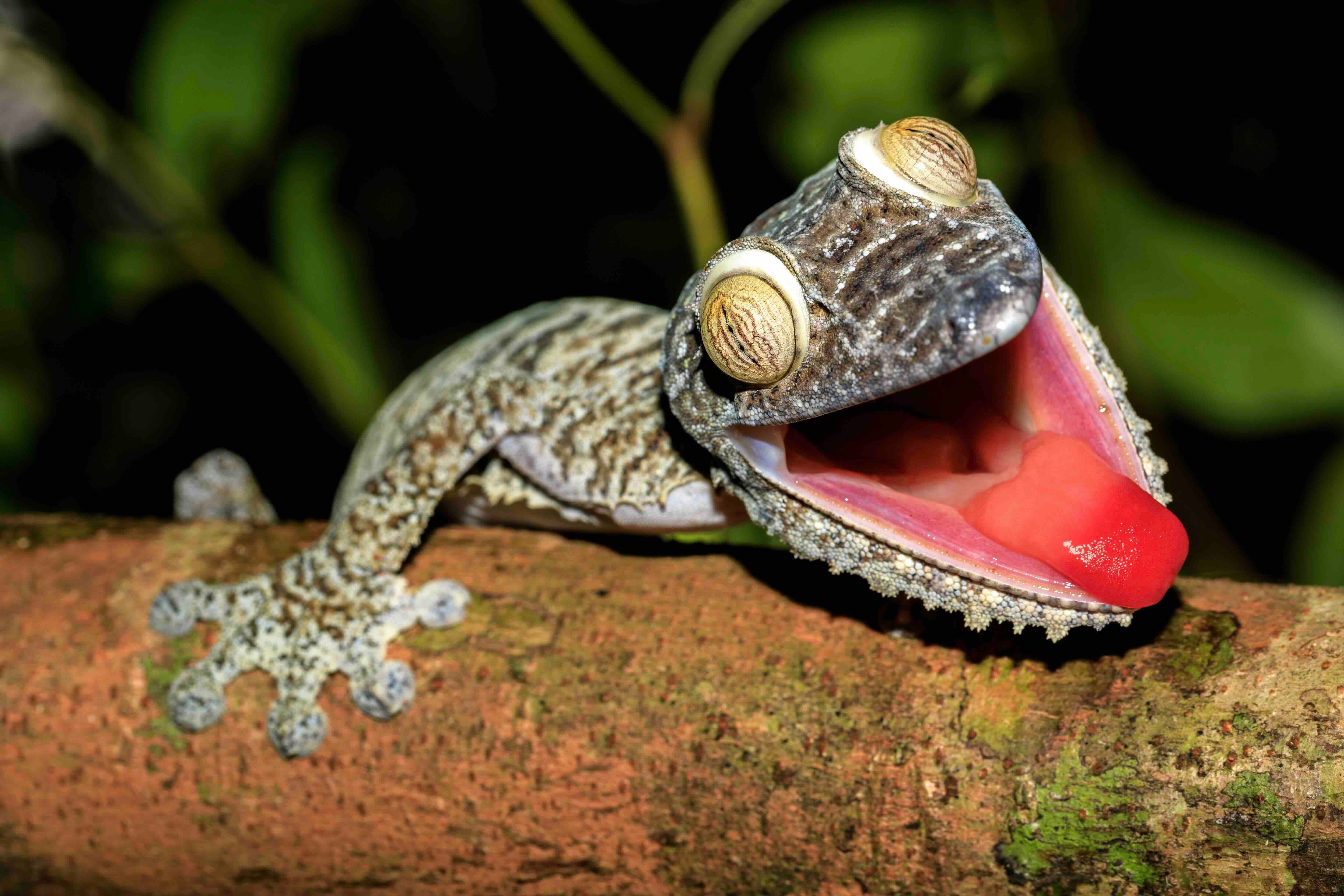 Madagaskar – místo vzdorující evoluci | Exclusive Tours shutterstock_563562388