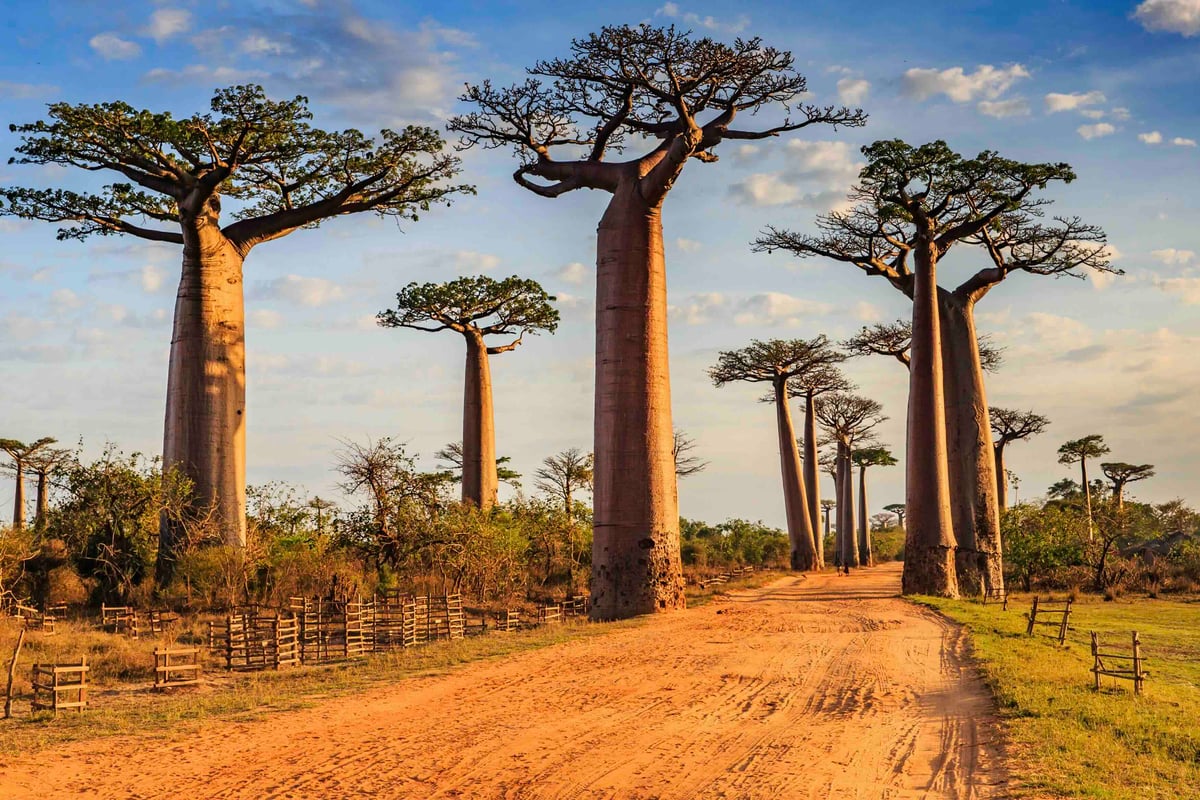 Madagaskar – místo vzdorující evoluci | Exclusive Tours shutterstock_791917408