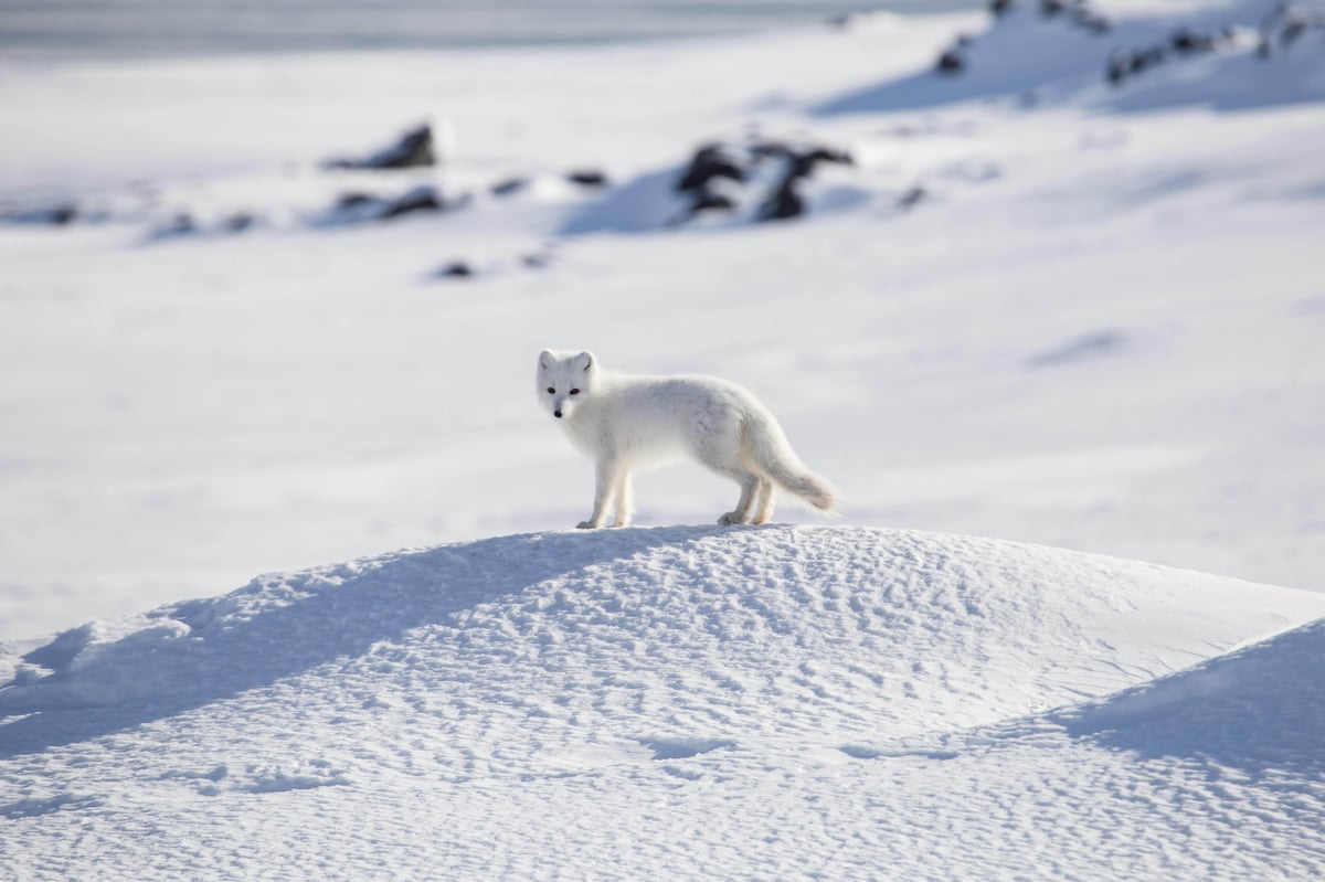 POLÁRNÍ SAFARI Ve světle půlnočního slunce shutterstock_1082619716