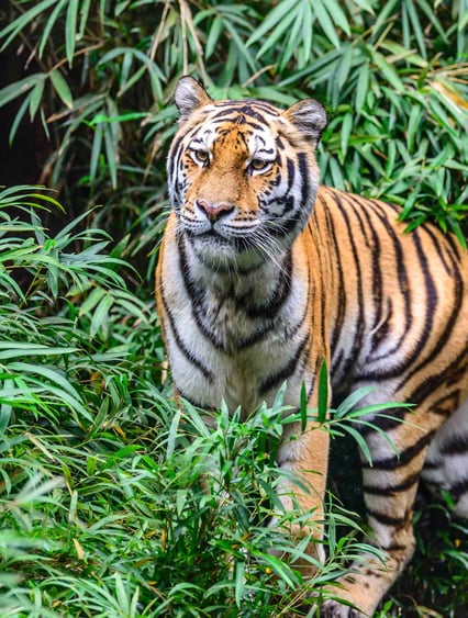 Podmanivé kultury Ranthambore shutterstock_499964698