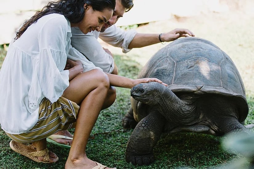 Raffles Seychelles RPS_Tortoise-Park