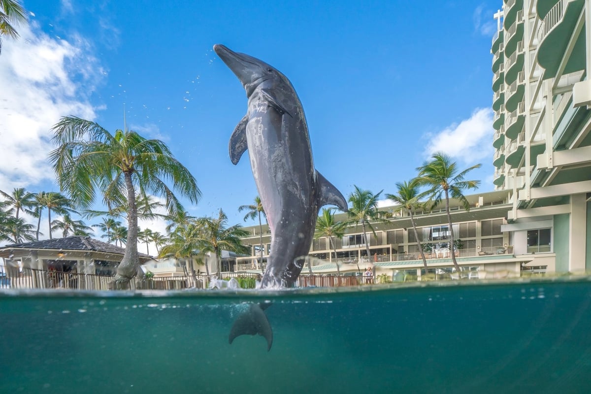 The Kahala Hotel & Resort 1542647691-dolphin_3-8408_desktop-2