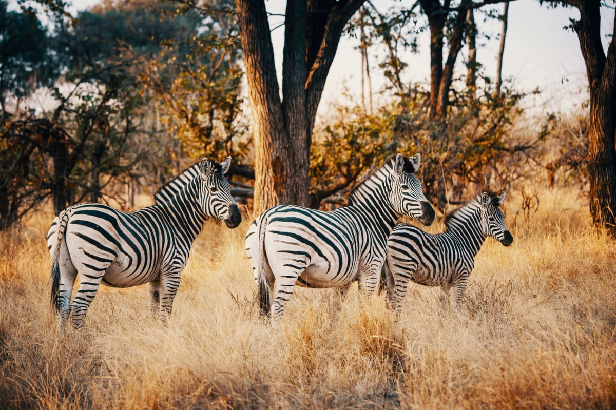 Večeře se slony v Botswaně | Exclusive Tours shutterstock_1283108092